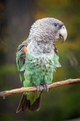 Captive gray-backed parrot sitting on a branch.