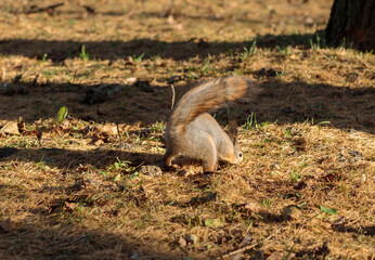 A fluffy squirrel buries nuts in a clearing.