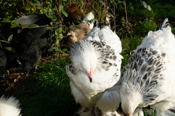 
Ayam Cemanida's most expensive chicken in the world