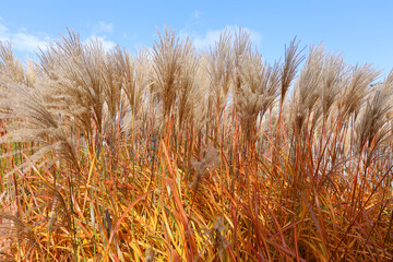 Fototapeta premium Poaceae or Gramineae is a large and nearly ubiquitous family of monocotyledonous flowering plants known as grasses, commonly referred to collectively as grass