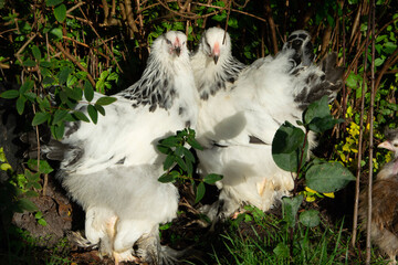 
Ayam Cemanida's most expensive chicken in the world