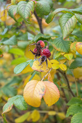 Overripe rose hip fruit on a bush.