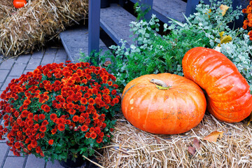 A beautiful bouquet of fiery orange asters and two large pumpkins on straw near the porch of the...