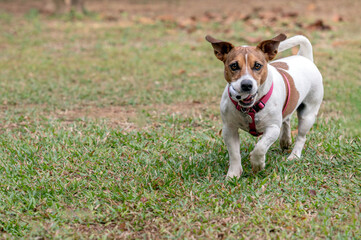 Jack Russell dog holding toy ball in its mouth walking towards the camera on the grass