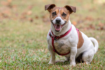 Jack Russel dog wearing red collar looking at camera on the green grass during a hot summer day - Powered by Adobe