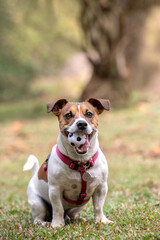 Jack Russel dog wearing red collar holding ball in its mouth posing on the green grass on a warm sunny day