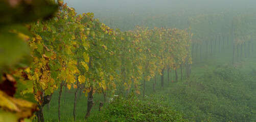 Weinberge Reben Weinbau