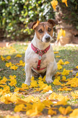 Jack Russell dog posing on the grass among yellow flowers at the park during a warm sunny day