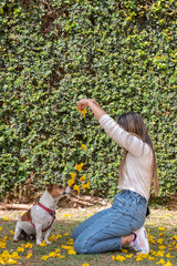 Jack Russell dog and woman throwing yellow flowers in the air on a warm sunny day