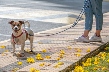 Jack Russell dog and woman on a walk on the street and yellow flowers during a warm sunny day