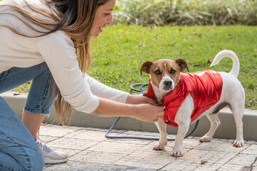 Woman dressing Jack Russel dog with red jacket outdoors during the day