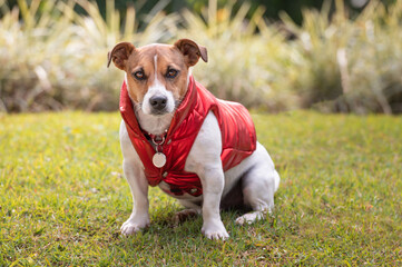Jack Russel dog wearing red jacket and collar looking at camera posing on the grass in the nature during the day
