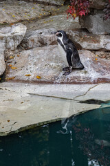 Fototapeta premium An adult penguin kept outdoors in captivity.