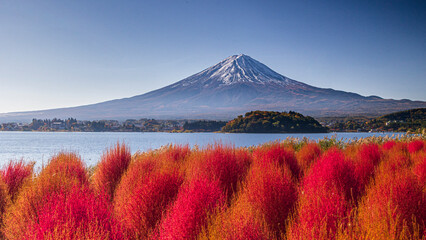 コキア の紅葉と富士山　絶景　秋　河口湖