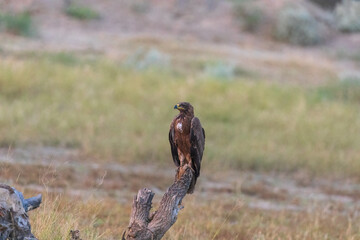 Steppe eagle (Aquila nipalensis) at Sam village, Jaisalmer, Rajasthan, India. 