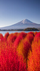 コキア の紅葉と富士山　絶景　秋　日本　河口湖　縦構図