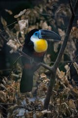 Captive black-billed toucan on a dry branch.