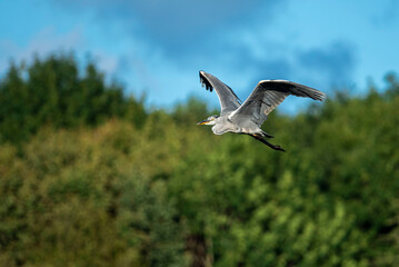 Grey Heron (Ardea Cinerea, Gråhäger) flying over the wetlands of Höje å outside of Lund, Sweden. Grey heron with green background flying with big wings. Swedish green heron up in the air