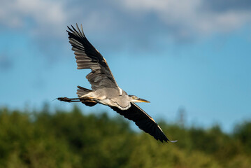 Grey Heron (Ardea Cinerea, Gråhäger) flying over the wetlands of Höje å outside of Lund, Sweden. Grey heron with green background flying with big wings. Swedish green heron up in the air