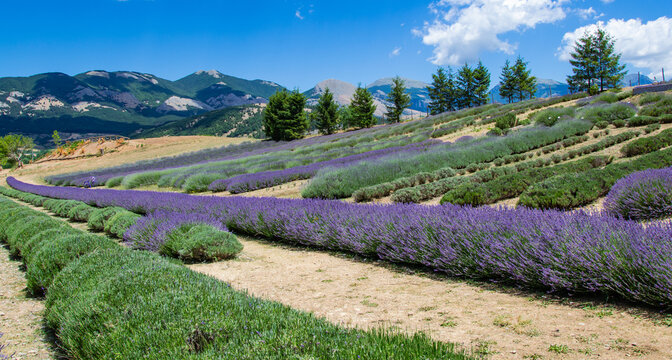 Parco della Lavanda
