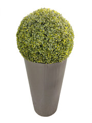 A decorative plant of a round shape with many leaves in a large flower pot on a white background