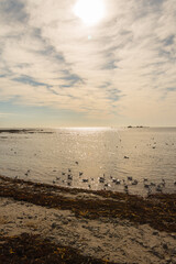 seagulls looking for food on the beach