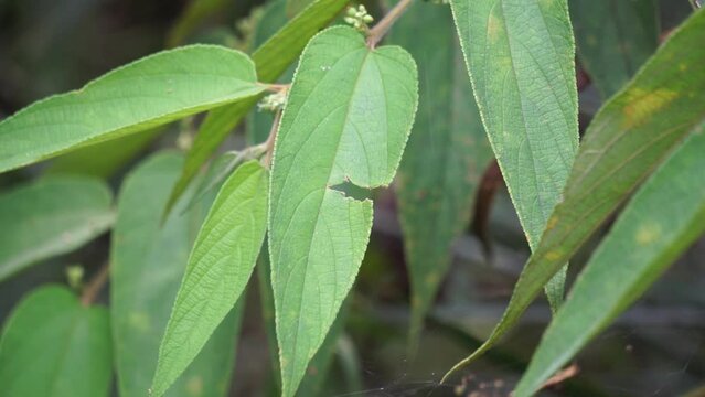 Trema orientale (also called Trema orientalis, Cannabaceae, charcoal tree, Indian charcoal tree) leaves. Extracts from leaves of related species (Trema guineense) showed  anti-arthritic.