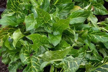 Young leaves of Arum maculatum