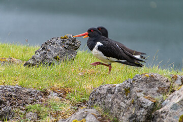 2 Austernfischer laufen durch das Gras