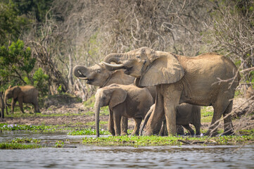 Fototapeta premium African bush elephants in Murchinson Falls National Park