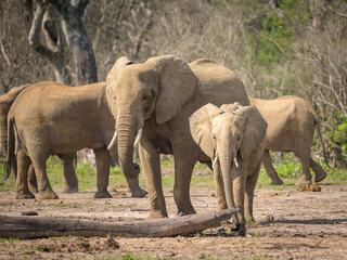 Fototapeta premium African bush elephants in Murchinson Falls National Park