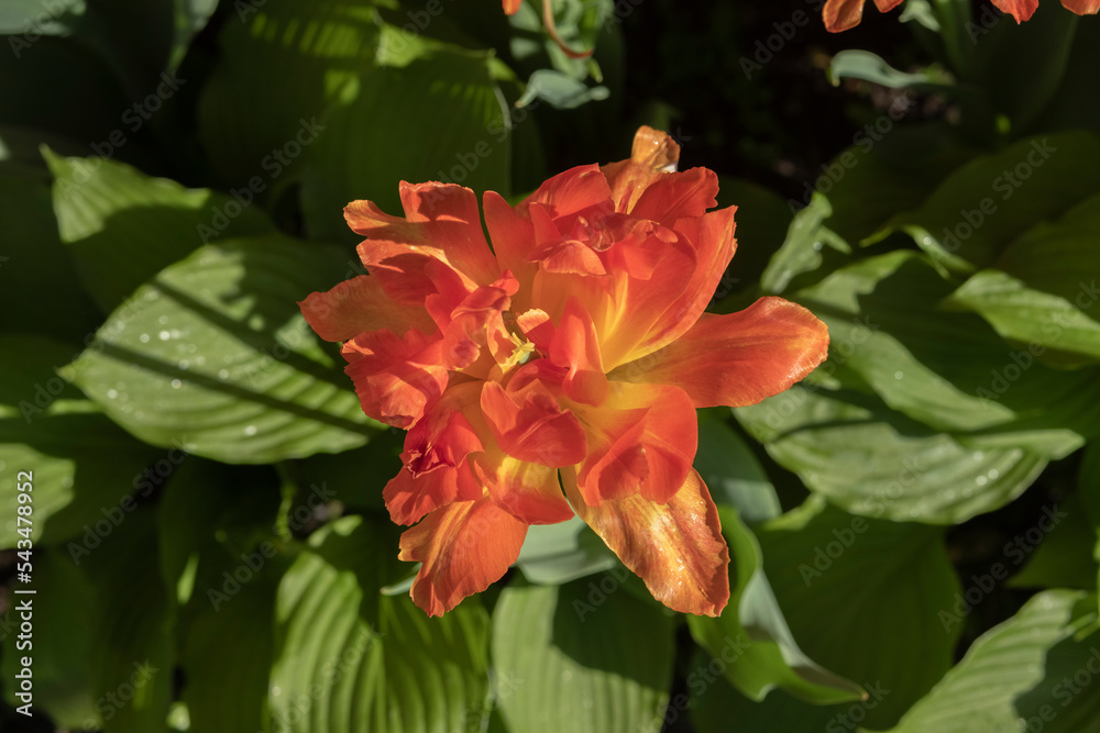 Canvas Prints spring blooming tulips, beautiful yellow-red tulip, natural background with flowers