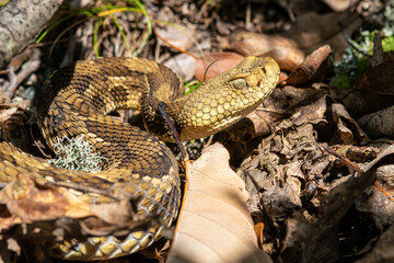 Yellow/light Phase Timber Rattlesnake 
(Crotalus horridus) Northeastern USA