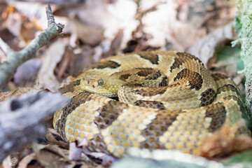 Yellow/light Phase Timber Rattlesnake 
(Crotalus horridus) Northeastern USA
