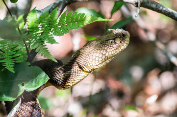 Yellow/light Phase Timber Rattlesnake 
(Crotalus horridus) Northeastern USA