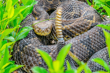 Yellow/light Phase Timber Rattlesnake 
(Crotalus horridus) Northeastern USA