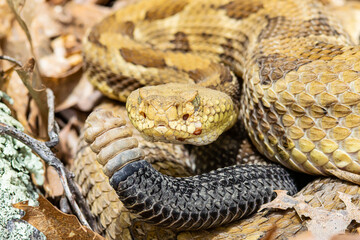 Yellow/light Phase Timber Rattlesnake 
(Crotalus horridus) Northeastern USA