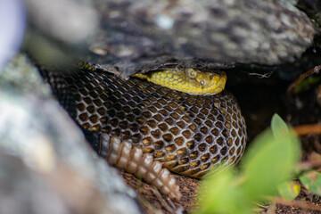 Yellow/light Phase Timber Rattlesnake 
(Crotalus horridus) Northeastern USA