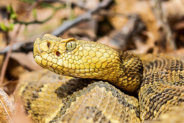 Yellow/light Phase Timber Rattlesnake 
(Crotalus horridus) Northeastern USA