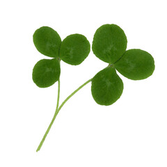 
Two clover leafs cut out on a transparent background.