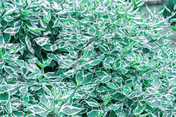 Beautiful plant leaves as a background