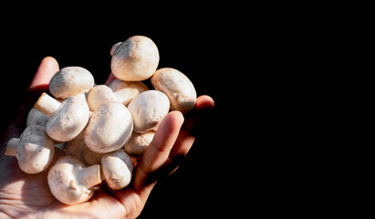 White mushrooms in a hand on a black background