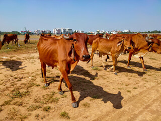 Desi gir cows of India. The cows are walking meadow.