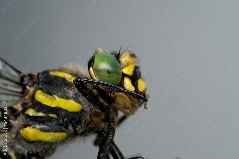 Sticker Extreme macro shot dragonfly eye in the wild. Close to the details of the dragonfly's eye. A dragonfly in a green case. Selective focus.