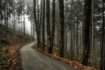 Empty road through the foggy autumn forest