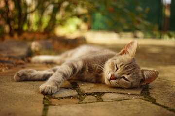 grey cat relaxation in sunny autumn garden