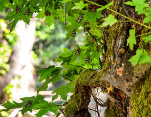 Buterflies Panaxia on a leaf of tree in Butterly valley at Rhodes island in Greece