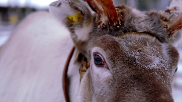 close-up of domesticated finnish tundra deer, Rangifer tarandus, harnessed, eating moss reindeer at reindeer farm in winter, Lapland, Northern Finland, traditionally tourism, Finnish Arctic north pole