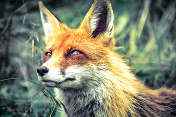 Red fox (vulpes vulpes) in green grass