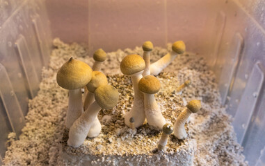 Grown psilocybin mushroom bodies inside a shotgun style plastic box.